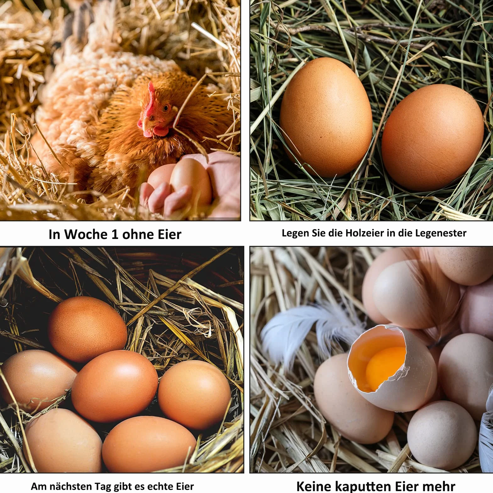 Œufs en bois artificiels lot de 5 pour poules - Outil agricole ponte