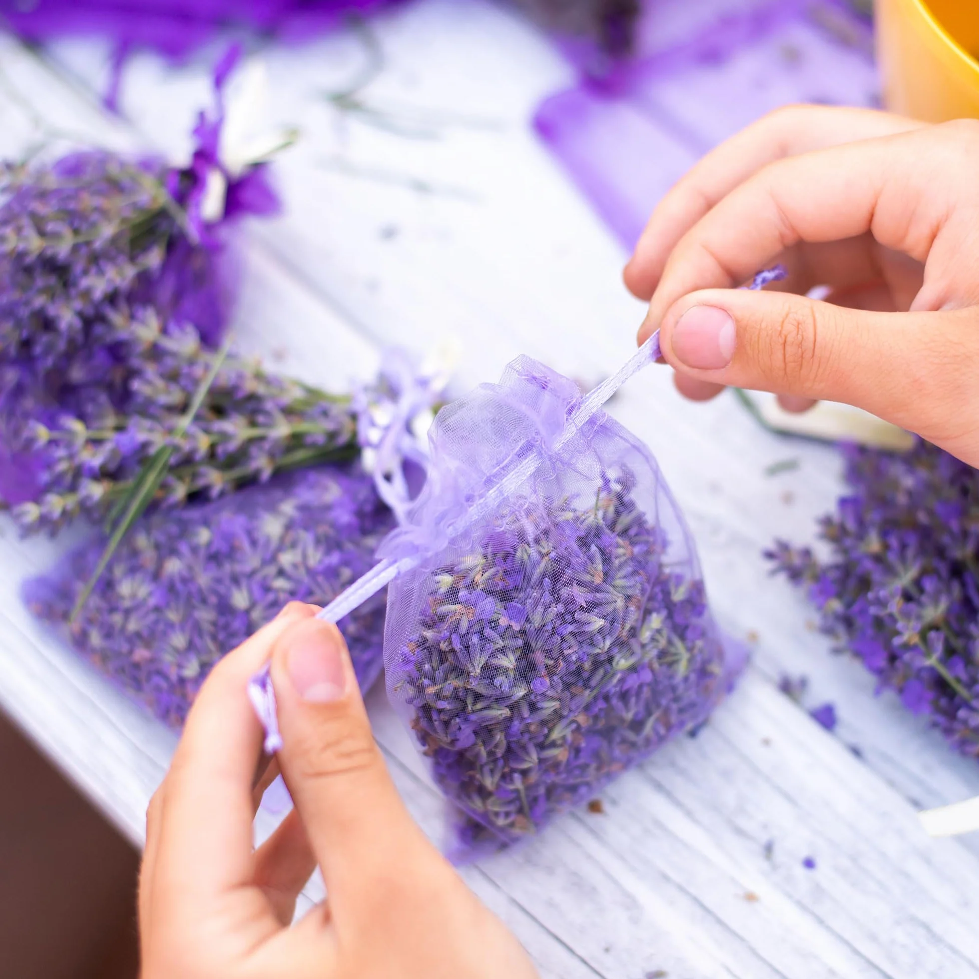 OLILLY Sachets Violets Lavande de Provence 120g Lavande Naturelle 12 Sachets