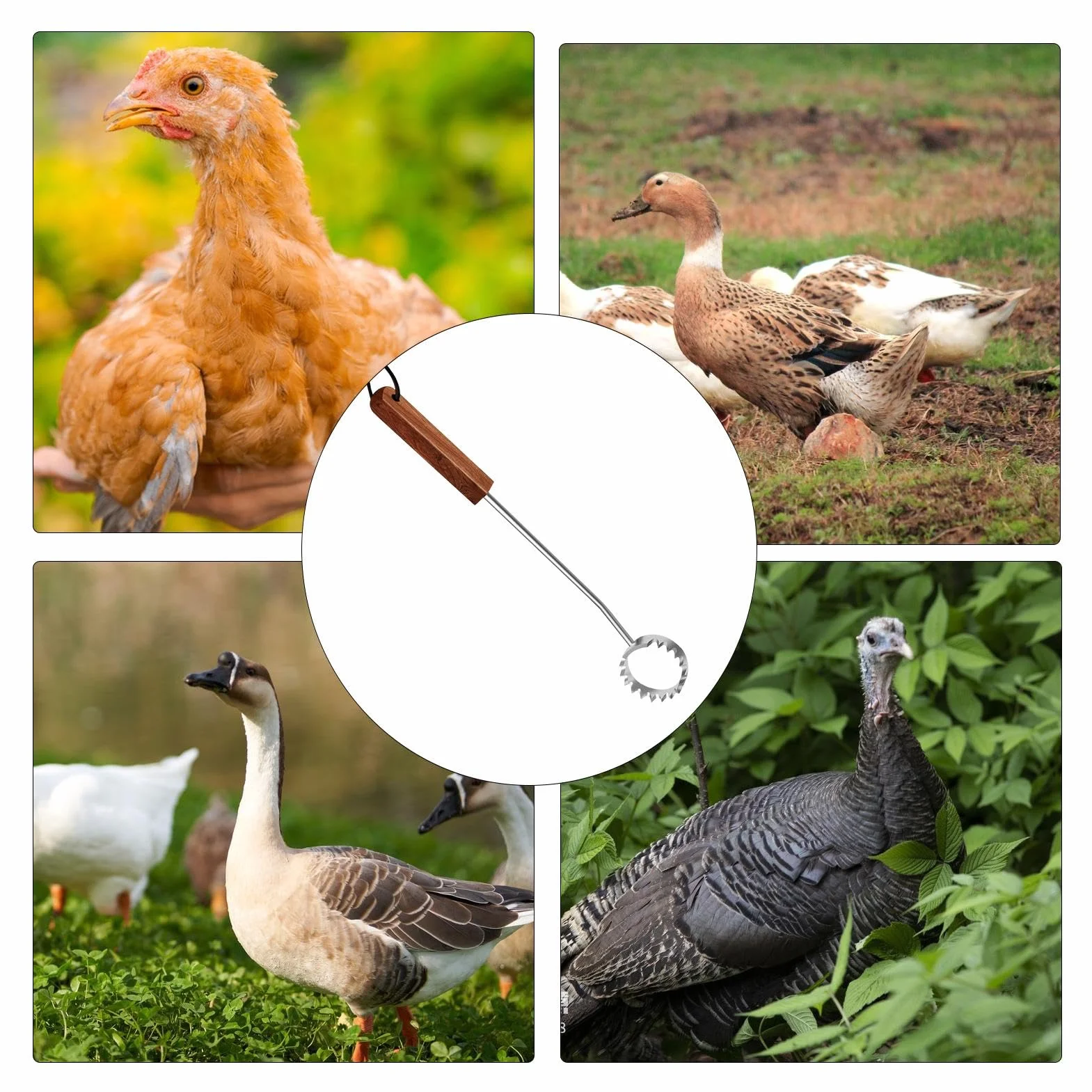 Grattoir à poumons en acier inoxydable avec manche en bois, équipement de boucherie