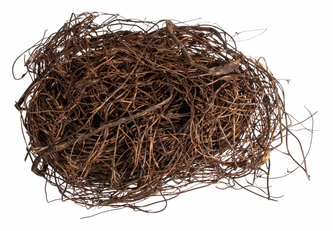 Rayher Brindilles nid d’oiseau, Mühlenbeckia naturelle séchée, 50g, brun