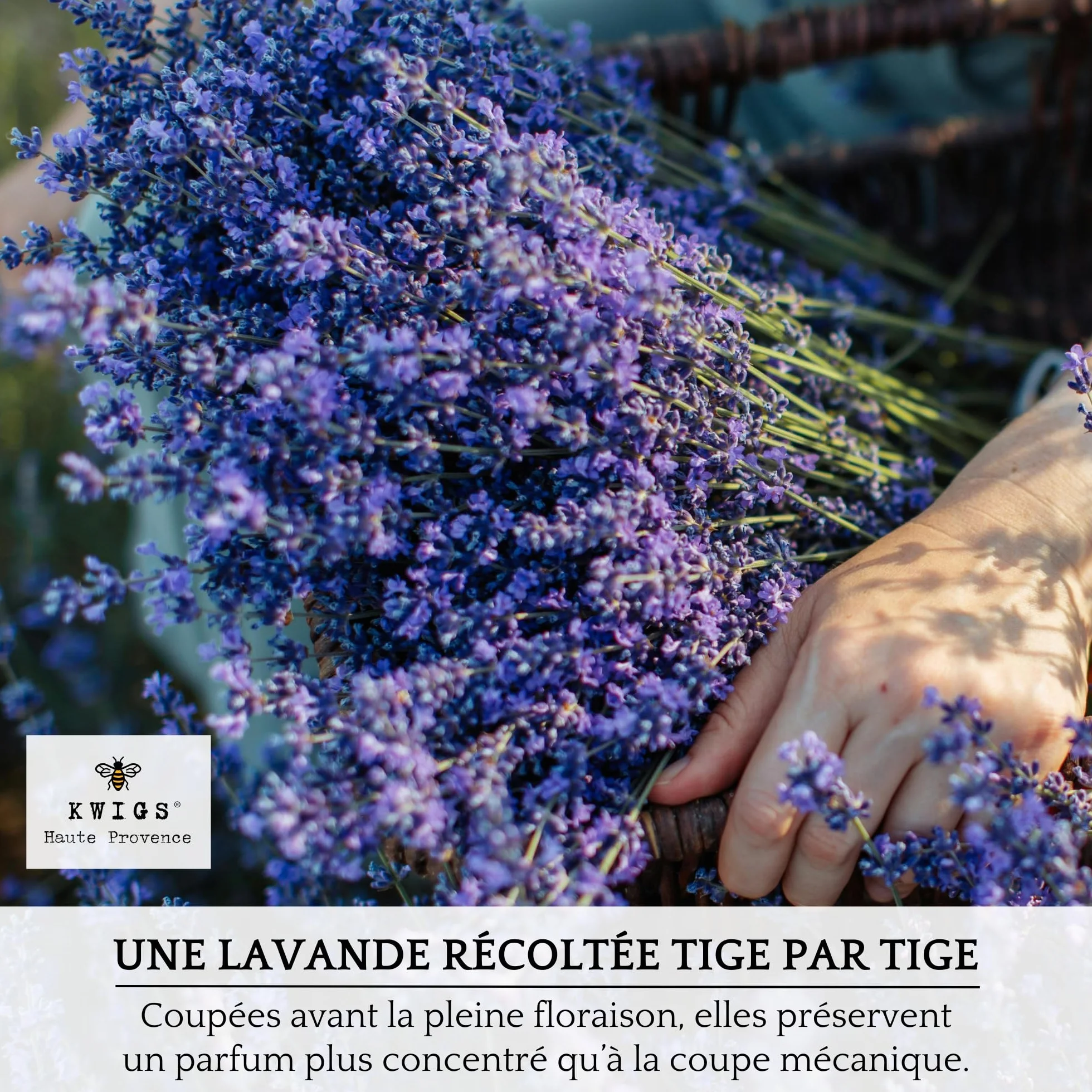 Sachet de Lavande en Jute Doublée 12 Sachets Couleur Lavande sans OGM Remplis à la Main Petit Sac pour Placards Linge Armoire Fleurs de Haute Provence