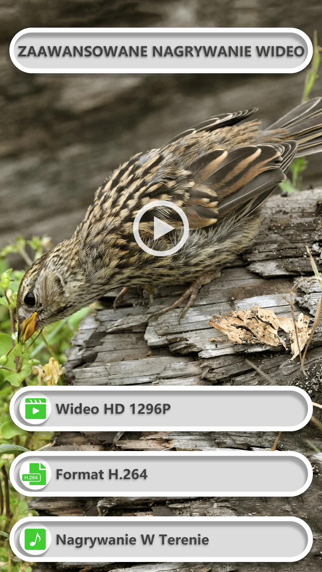 GardePro E8P Max Kamera Myśliwska WiFi, 64MP 1296P, 0.1s Szybki Wyzwalacz, Czujnik Ruchu, Wbudowana Karta SD, Ładowalna Bateria 8000mAh, Przesyłanie na Urządzenia Mobilne