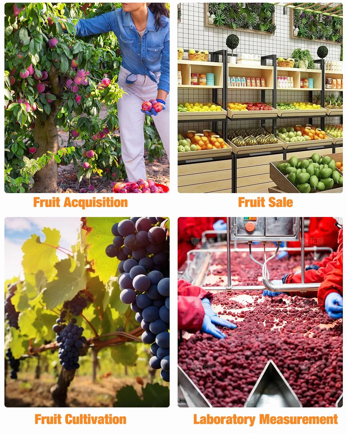 Réfractomètre Numérique, Réfractomètre à Sucre Plage de Mesure 0-32% Brix Précision ±0,2% Compensation Automatique de la température Réfractomètre Brix pour Fruits, jus, légumes