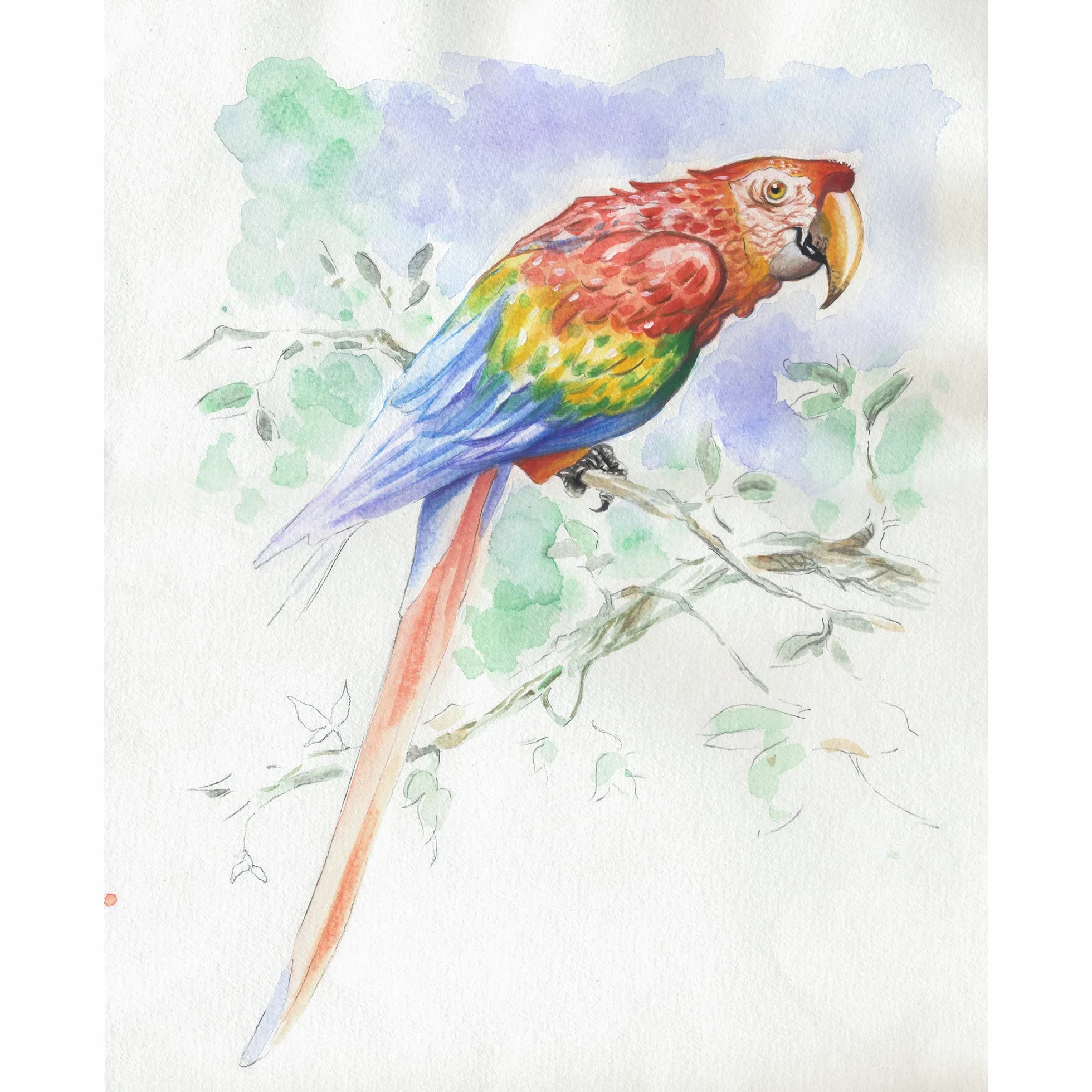 Clairefontaine 975725C Bloc Collé Aquarelle Prédessiné 30x40 cm 300g 15 Feuilles Animaux