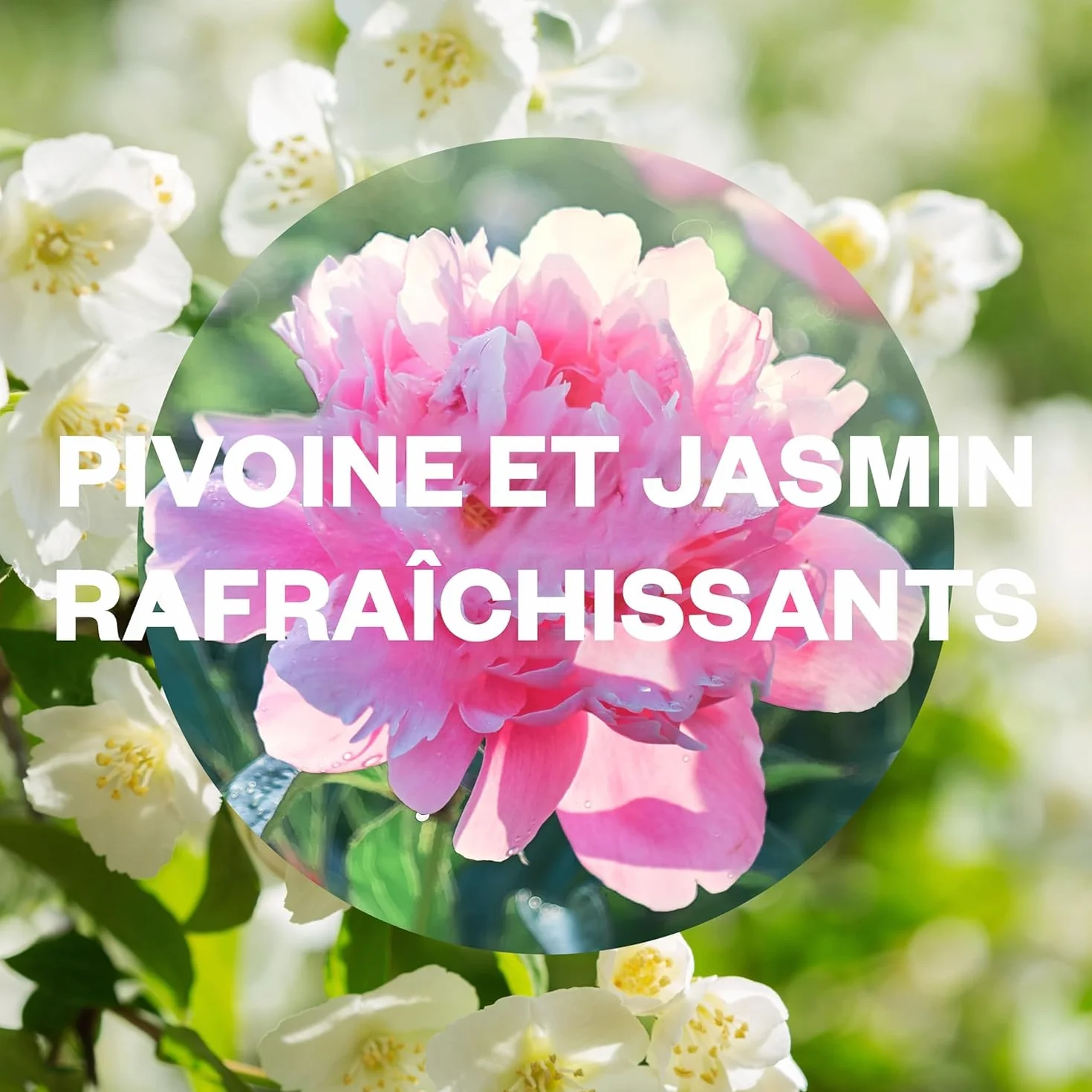 Air Wick Recharges Diffuseur Parfum Fleur de Jasmin & Pivoine 3 x 20ml
